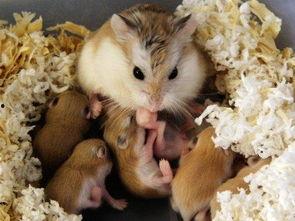 仓鼠可以吃蒲瓜,仓鼠的绿色美食新选择 第3张 仓鼠可以吃蒲瓜,仓鼠的绿色美食新选择 第3张