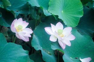 大涵涵吃瓜,揭秘娱乐圈幕后故事  第2张