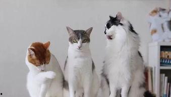 大喵吃大瓜,一场趣味横生的美食冒险之旅  第2张