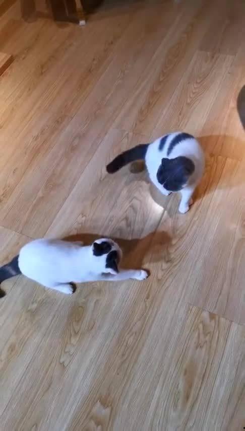 大喵吃大瓜,一场趣味横生的美食冒险之旅  第3张