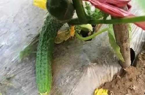 吃鸡瓜有没有好处,揭秘其潜在益处与食用建议